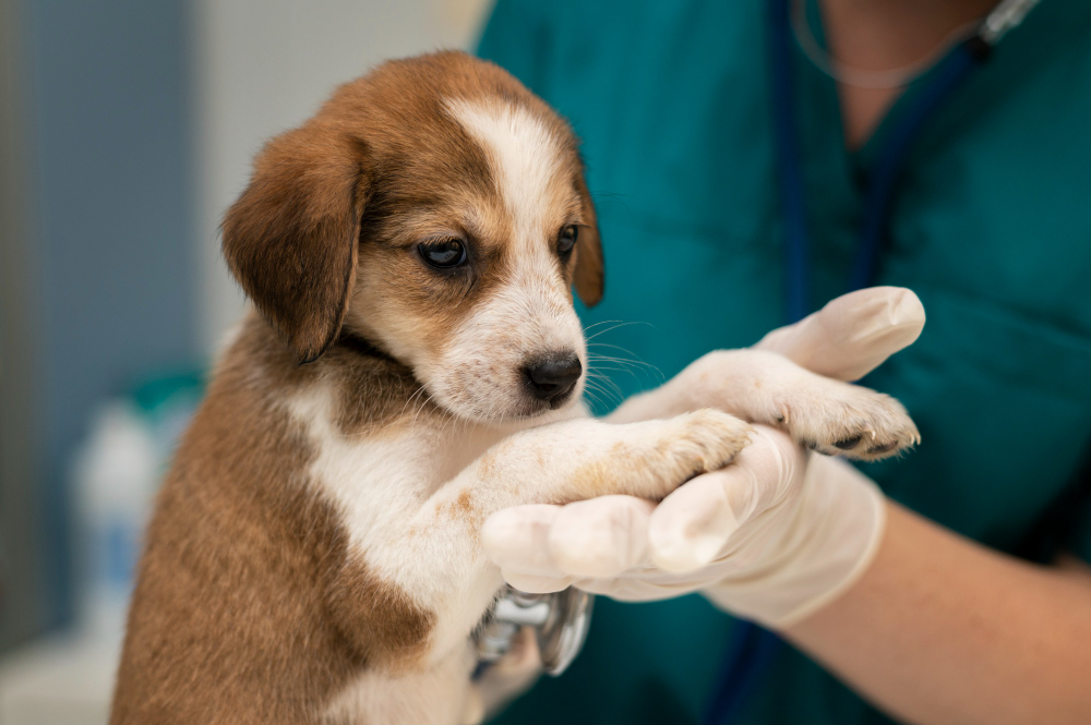 about our veterinary practice  State College, PA