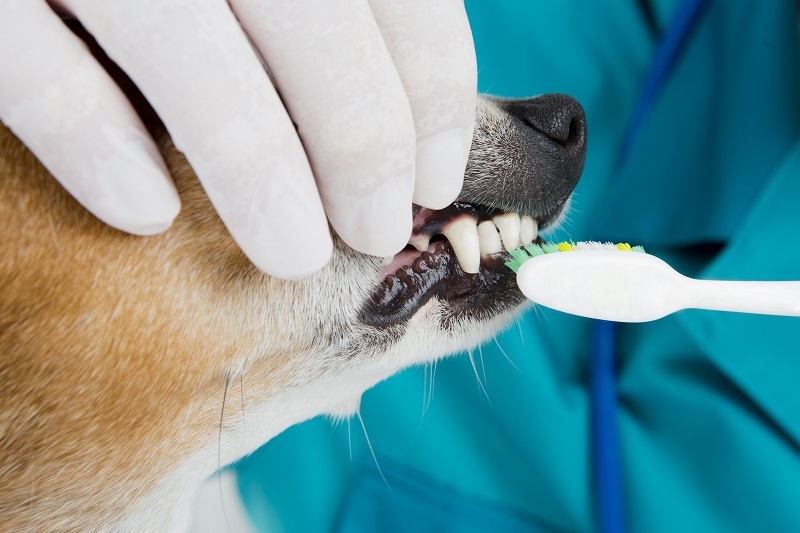 Dental Health